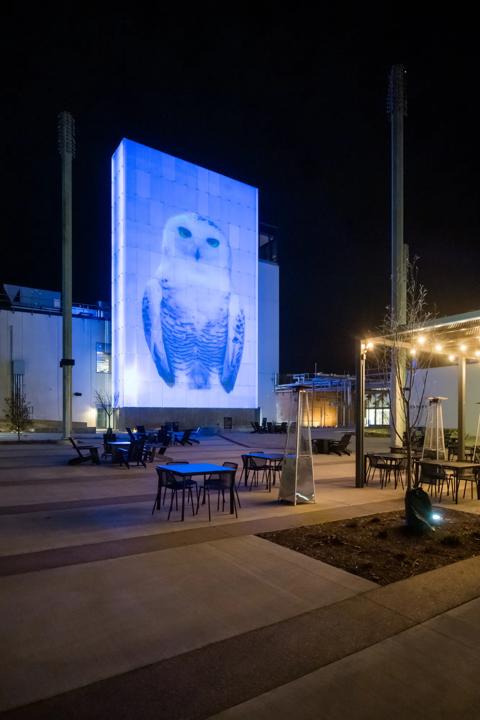Robert Wilson, KOOL Snowy Owl, 2006, HD video file for digital screen/projection. Courtesy of RW Work Ltd.