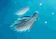 barco unisee ii blog usp banner ghost halloween