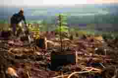 A tree plantation. Furrows with evenly spaced seedlings in black pots. Blurred worker and a valley in the background. Copy space. High quality photo