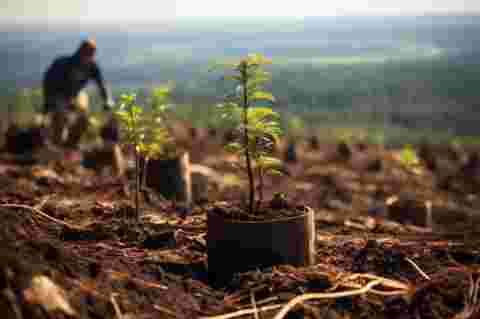 A tree plantation. Furrows with evenly spaced seedlings in black pots. Blurred worker and a valley in the background. Copy space. High quality photo